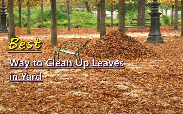 best way to clean up leaves