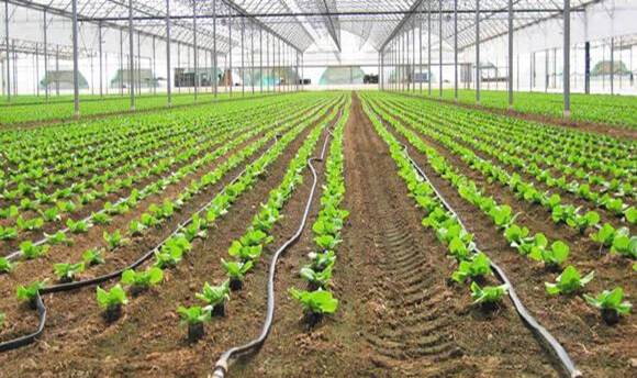 How Does a Drip Irrigation System Work