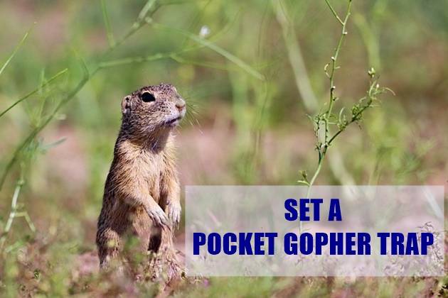 how to set a pocket gopher trap