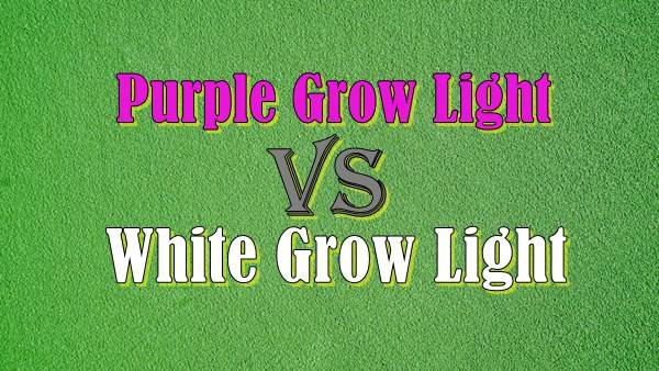 LED Grow Light