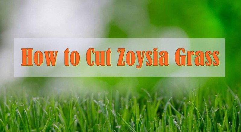 How to Cut Zoysia Grass