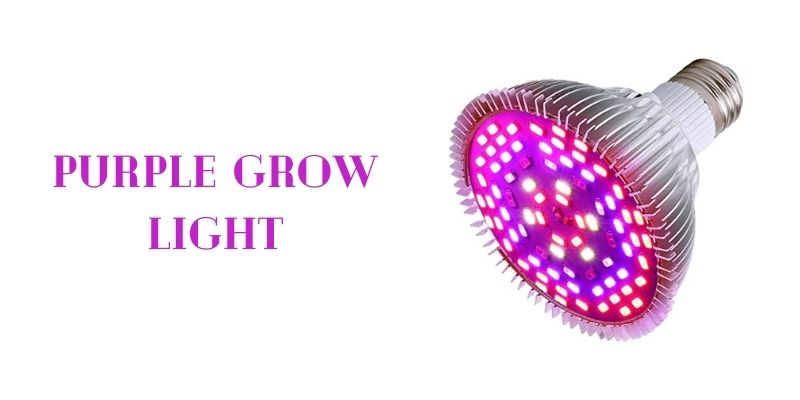 purple grow light benefits 