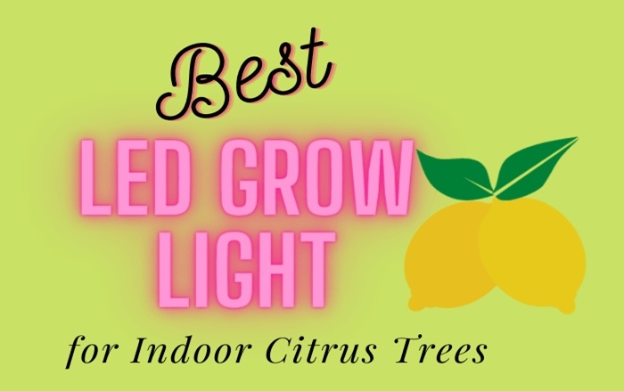 Best Grow Light for Indoor Citrus Trees Reviews