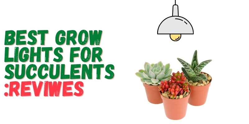 Best Grow Lights for Succulents Reviews