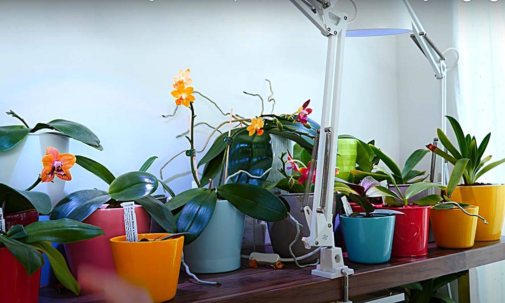 best Grow Lights for Orchids