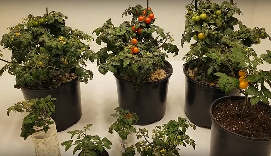 best Grow Lights for Tomatoes