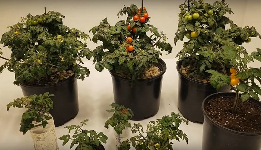 Best Grow Lights for Tomatoes and Peppers | Reviews in 2021