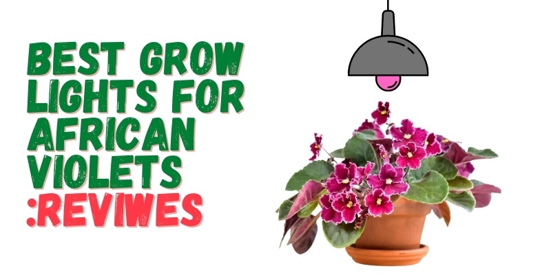 Best Grow Lights for African Violets Reviews