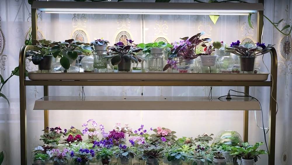 5 Best Grow Lights for African Violets Reviews in 2021