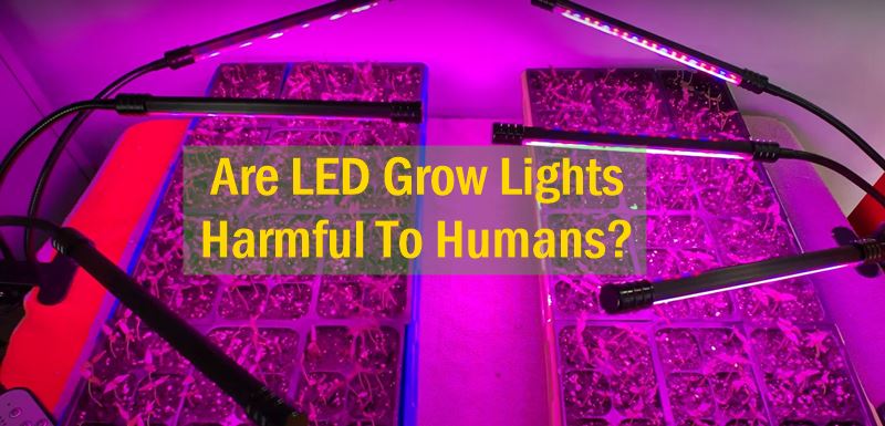 Are LED Grow Lights Harmful To Humans