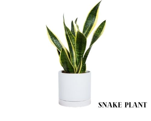 Snake Plant Image