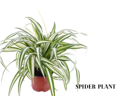 spider plant image