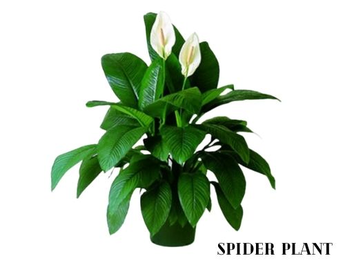 spider plant image