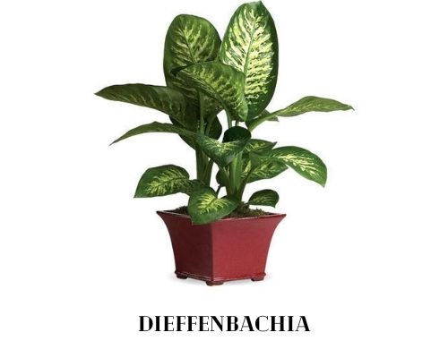 Dieffenbachia Image