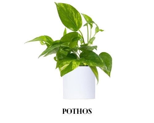 Pothos