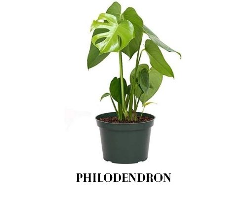 Philodendron