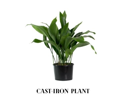 Cast-iron Plant