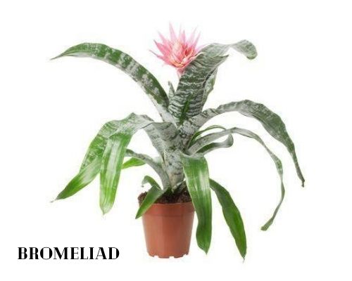 Bromeliad Image