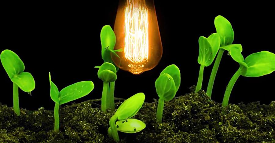 how to grow under Artificial Light