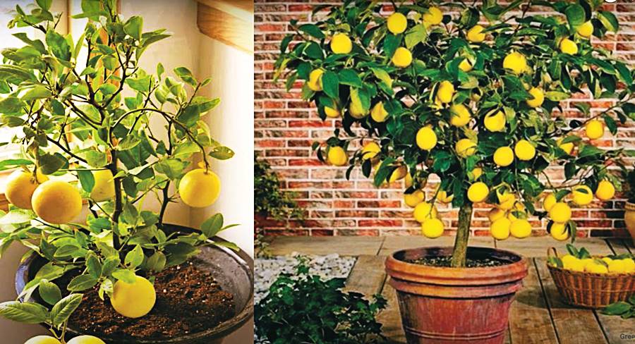 How to Grow Fruit Trees with LED Lights