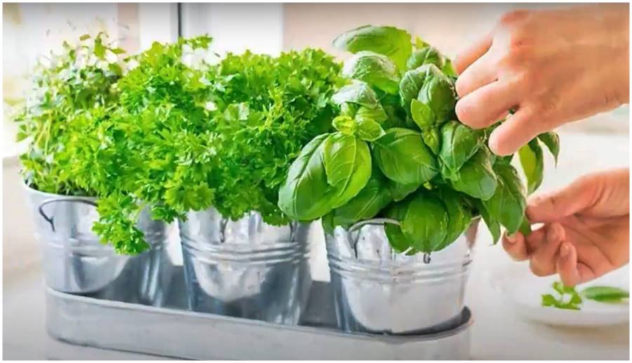 grow light for kitchen herbs