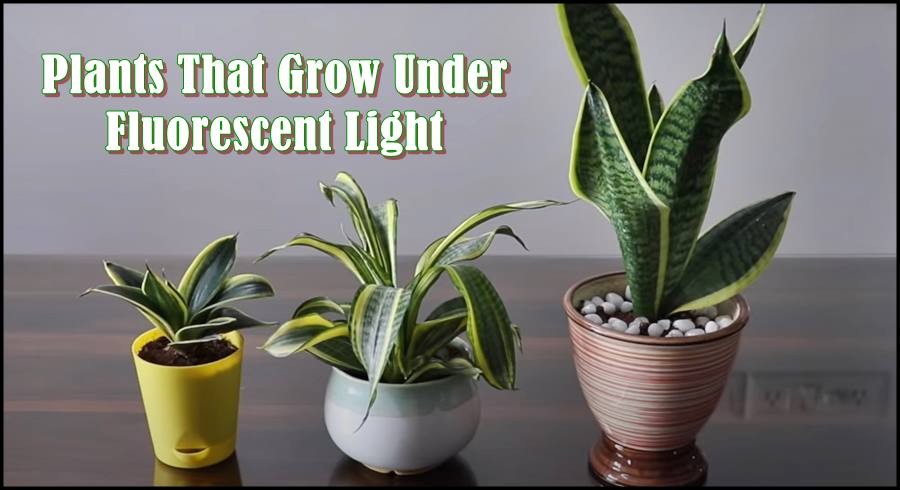 what Plants Grow under Fluorescent Light