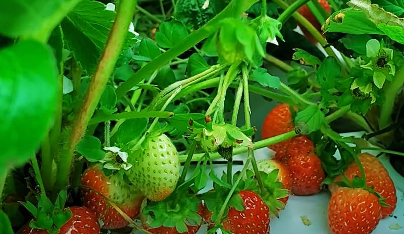 Strawberries indoor