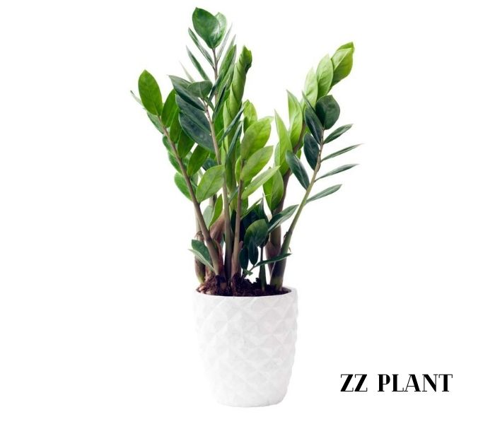 ZZ Plant Image
