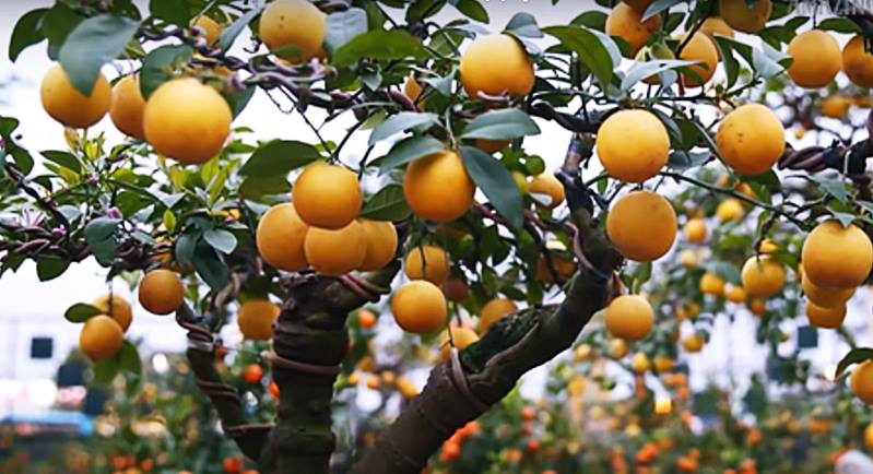 citrus tree