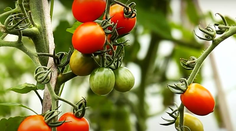 tomatoes indoor