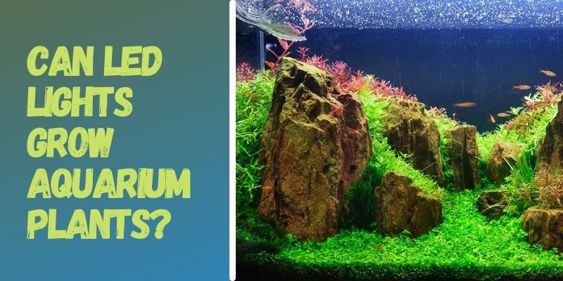 Can LED Lights Grow Aquarium Plants