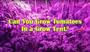 Can You Grow Tomatoes In a Grow Tent