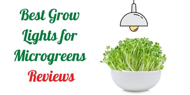 Grow Lights for Microgreens Reviews