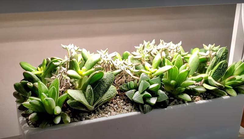 can succulents grow under grow lights
