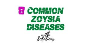 Common Zoysia Diseases And Treatments
