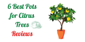 Best planter for Citrus Trees