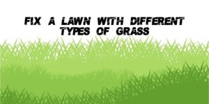 Fix Lawn with Different Types of Grass