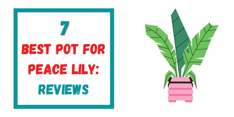 Best Pot for Peace Lily